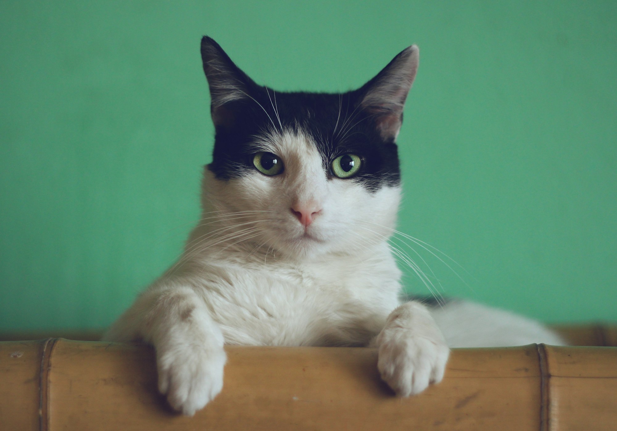 Milo